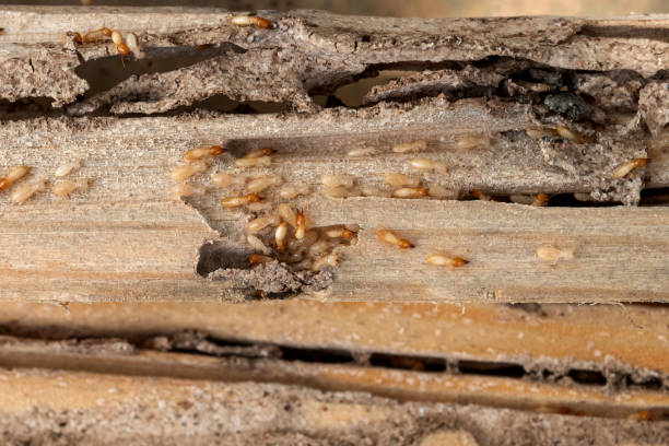 Pest Control for Restaurants in Mason City, IA