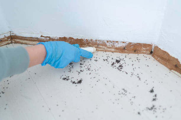 Best Local Pest Control Services  in Mason City, IA